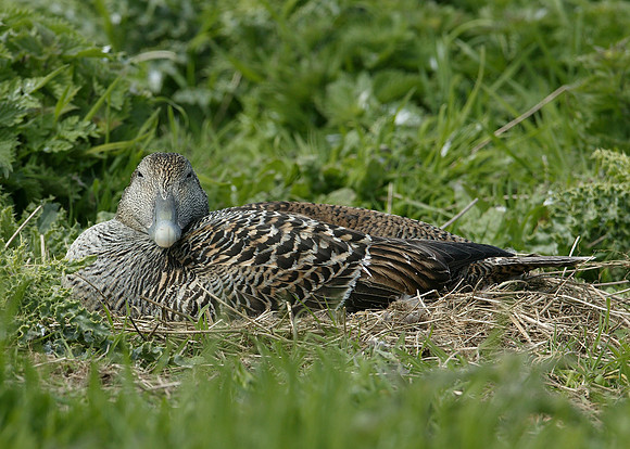 Eider Somateria mollissima