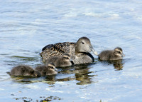 Eider Somateria mollissima