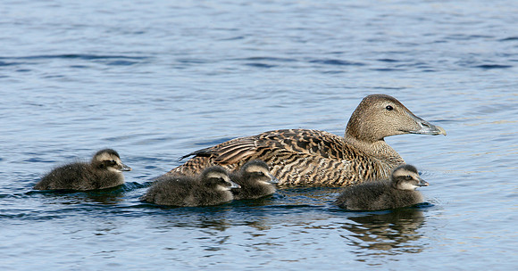 Eider Somateria mollissima