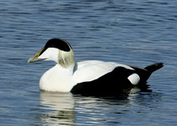 Eider Somateria mollissima