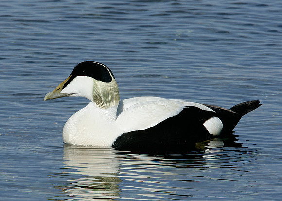 Eider Somateria mollissima