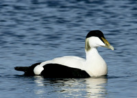 Eider Somateria mollissima