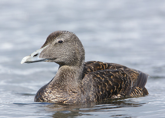Eider Somateria mollissima