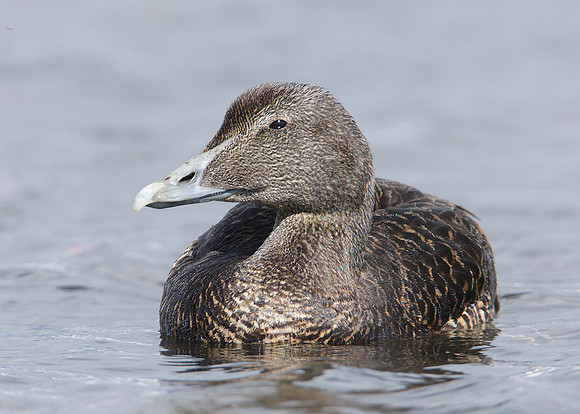 Eider Somateria mollissima