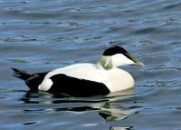 Eider Somateria mollissima
