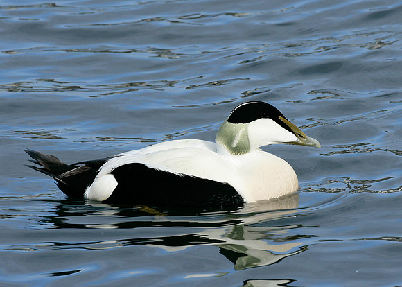 Eider Somateria mollissima