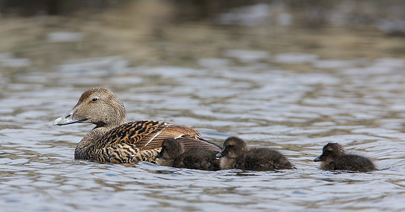 Eider Somateria mollissima