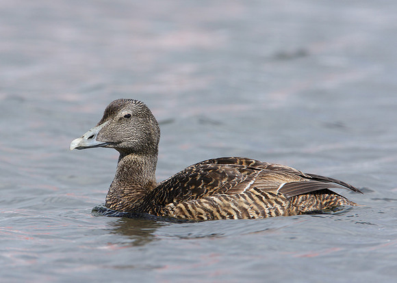 Eider Somateria mollissima