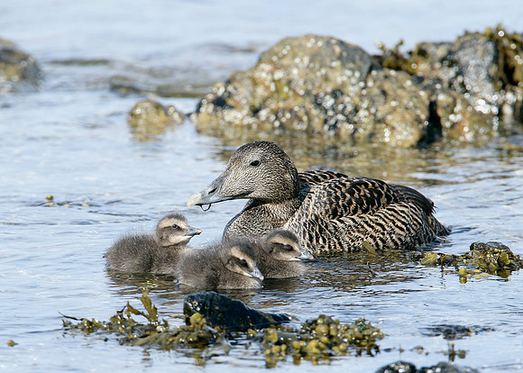 Eider Somateria mollissima