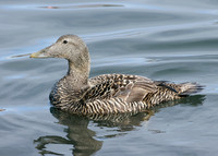 Eider Somateria mollissima