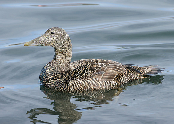 Eider Somateria mollissima