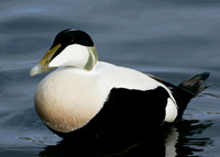 Eider Somateria mollissima