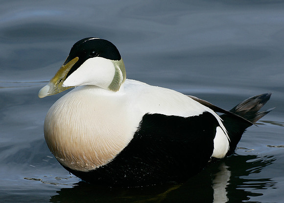 Eider Somateria mollissima