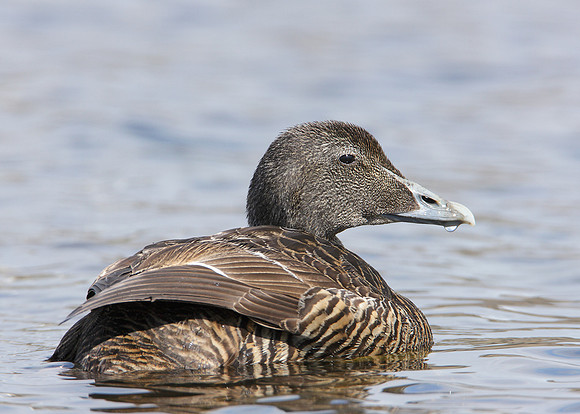 Eider Somateria mollissima