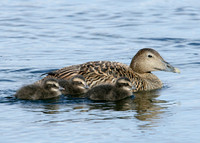 Eider Somateria mollissima