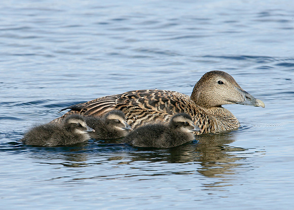 Eider Somateria mollissima