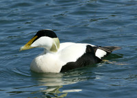 Eider Somateria mollissima