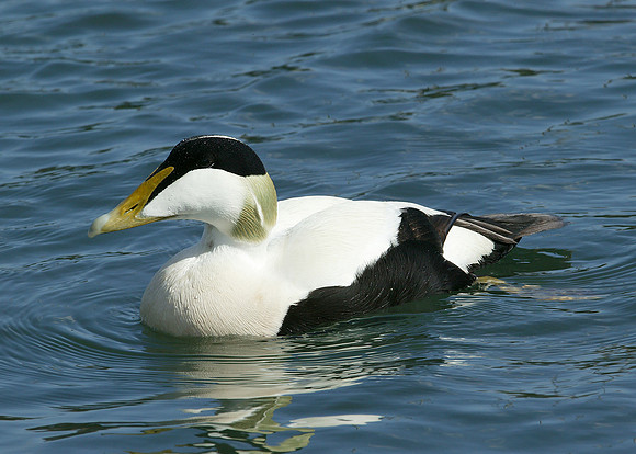 Eider Somateria mollissima