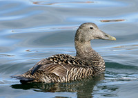 Eider Somateria mollissima