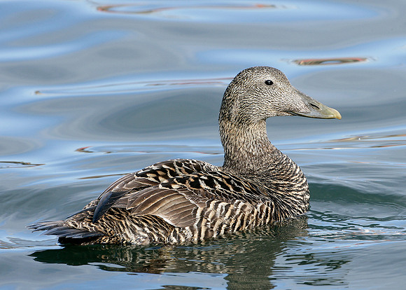Eider Somateria mollissima
