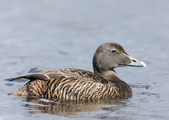 Eider Somateria mollissima