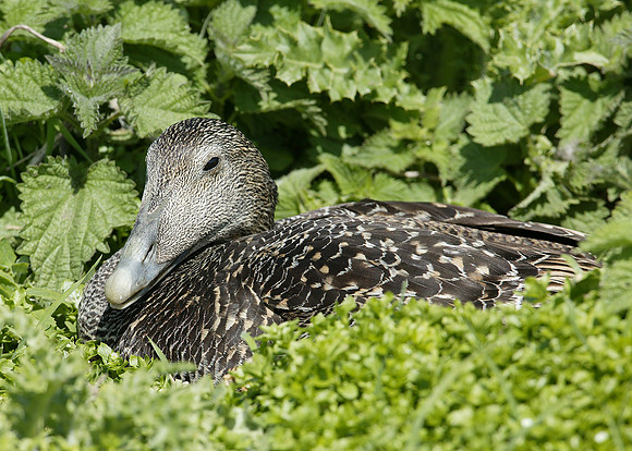 Eider Somateria mollissima