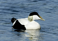 Eider Somateria mollissima