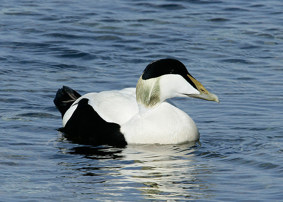 Eider Somateria mollissima