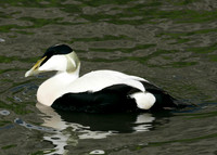 Eider Somateria mollissima