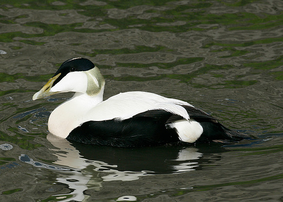 Eider Somateria mollissima