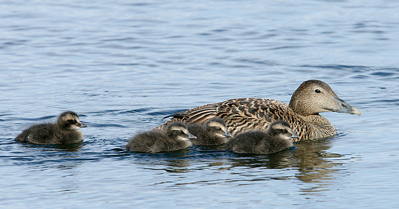 Eider Somateria mollissima