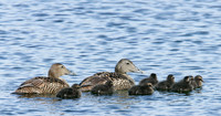Eider Somateria mollissima