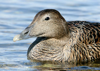 Eider Somateria mollissima