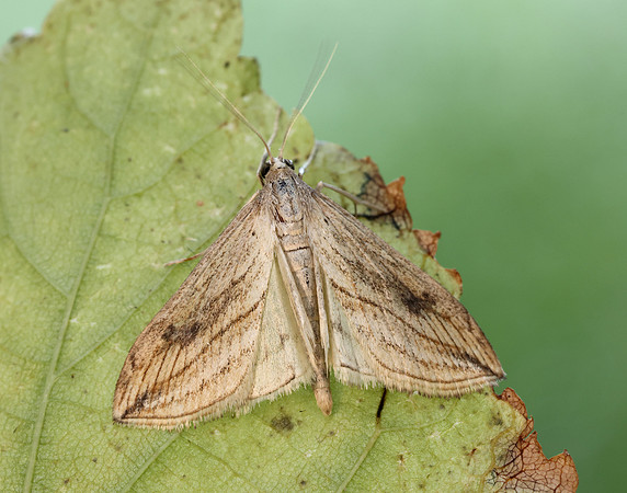 63.057 BF1356 Garden Pebble Evergestis forficalis
