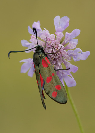 54.008 BF169 Six-Spot Burnet Zygaena filipendulae