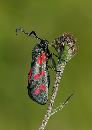 54.008 BF169 Six-Spot Burnet Zygaena filipendulae