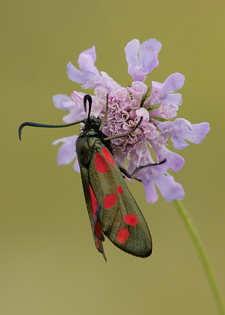 54.008 BF169 Six-Spot Burnet Zygaena filipendulae