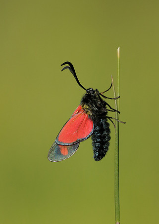 54.008 BF169 Six-Spot Burnet Zygaena filipendulae