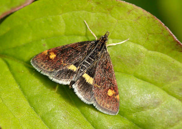 63.006 BF1361 Pyrausta aurata