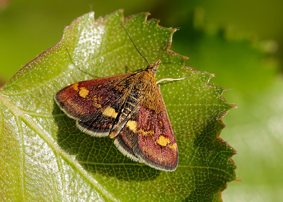 63.006 BF1361 Pyrausta aurata