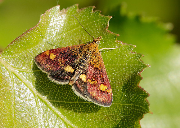 63.006 BF1361 Pyrausta aurata