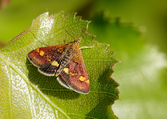 63.006 BF1361 Pyrausta aurata