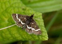63.009 BF1366 Pyrausta nigrata
