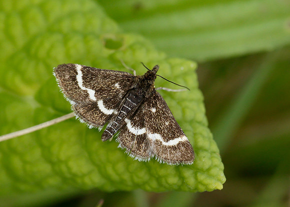 63.009 BF1366 Pyrausta nigrata
