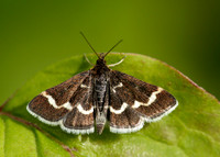 63.009 BF1366 Pyrausta nigrata