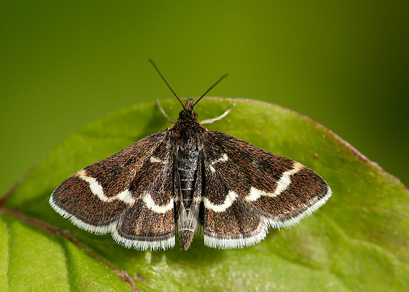 63.009 BF1366 Pyrausta nigrata