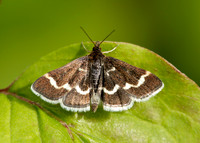 63.009 BF1366 Pyrausta nigrata