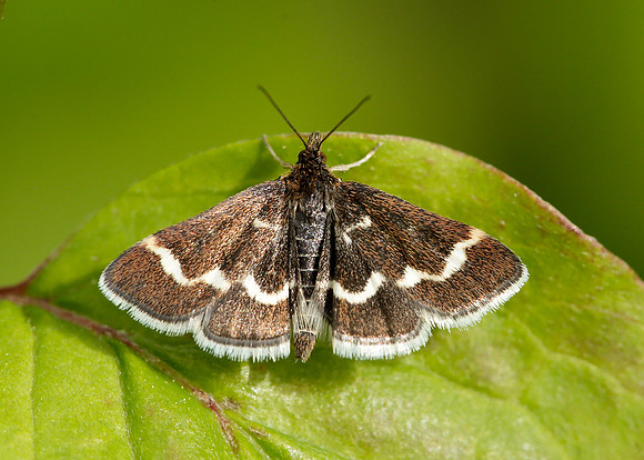 63.009 BF1366 Pyrausta nigrata