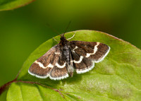 63.009 BF1366 Pyrausta nigrata