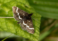 63.009 BF1366 Pyrausta nigrata